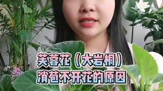 芙蓉花消苞的原因，以及处理办法