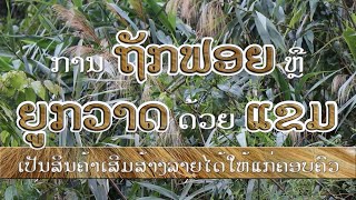 ການຖັກຟອຍ ຫຼື ຍູກວາດດ້ວຍແຂມເປັນສິນຄ້າເສີມສ້າງລາຍໄດ້ໃຫ້ແກ່ຄອບຄົວ