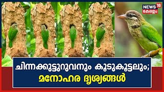 White Cheeked Barbet എന്ന ചിന്നക്കുട്ടുറുവനും കൂടുകൂട്ടലും; മനോഹര ദൃശ്യങ്ങൾ കാണാം|Small Green Barbet