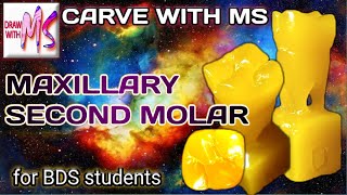 MAXILLARY SECOND MOLAR CARVING | Step by step | With proper instructions