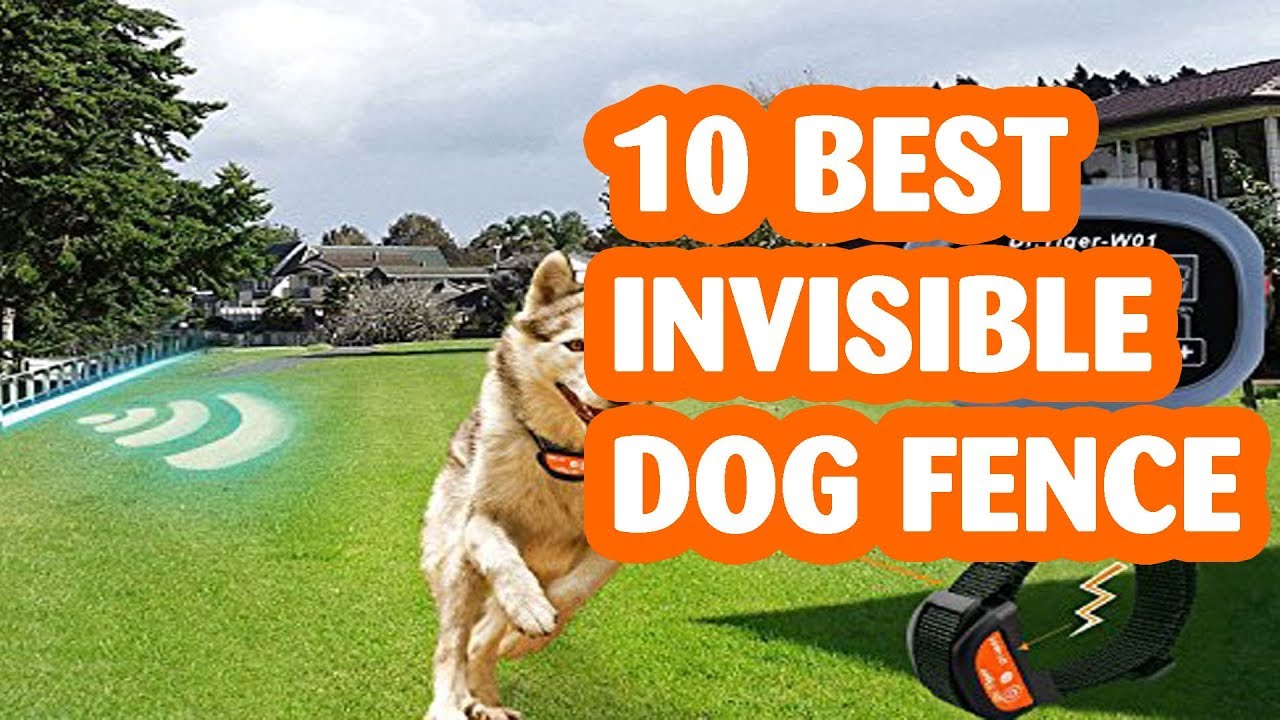 10 Best Invisible Dog Fences- Reviews In 2019 - YouTube