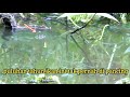 2 hari berburu ikan Tembakang di perkebunan kelapa sawit PT china 