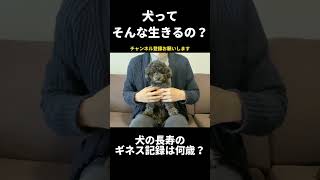 【犬の雑学】答えに驚き！犬ってそんな生きるの？🤣【#ビビでばびでboo】 #犬 #雑学 #トイプードル #shorts