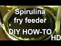 HOW TO: EASY DIY Spirulina powder Guppy fry feeder HD Tutorial