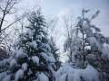 junge mammutbäume bei weinstadt im winter