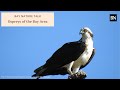 Bay Nature Talk: Ospreys of the San Francisco Bay