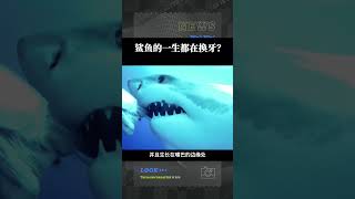 《動物小知識》為什麼鯊魚的一生都在換牙🧐 #science #科普 #animals #生物 #shark #shorts