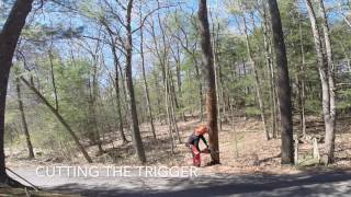 Felling a dead pine -- with commentary