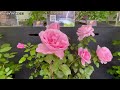 フローランタン柳楽桜子バラ百選 2022 sakurako rose selections 日本庭園由志園