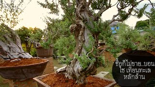 (Buying, not selling) bonsai, candles, millions of sea! 100 years old: Bonsai Klong 2 (EP2)