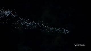 2021太興村黃頭鷺遷徙過境~繁星點點 Gattle Egret Migration