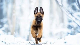 Don't Run from the Malinois