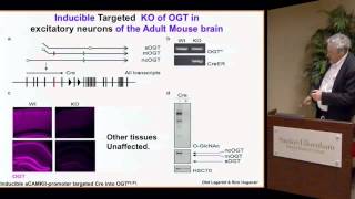 Protein Function by a Sugar