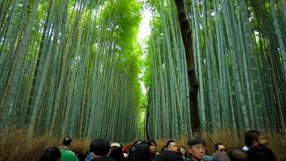 🇯🇵 Japan Walking Tour - Kyoto’s Arashiyama Bamboo Forest | 4K HDR