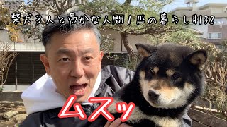 柴犬３匹とお散歩してたらカラスが襲ってきた