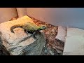 lemonade the geyri uromastyx