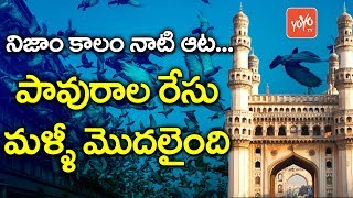 పావురాల రేసు మళ్ళీ మొదలైంది  | The Game of Nizam, Pigeon Race Started Again | YOYO TV