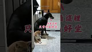 【謝囉兄弟】柴柴其實是張椅子? 黑狗直接坐模樣超Q｜狗｜椅子｜互動｜搞笑