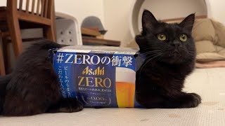 ビールが大好きだったパパにノンアルコールを勧める猫　842話