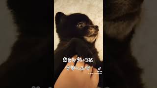 ？撮ってるの？？?チョコラ♬♬#ポメラニアン #ポメ #犬のいる暮らし #pomeranian #ぽめ #cute #dog #ポメちゃん #ポメチ #pomポメ #柴犬