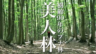 【美人林】樹齢90年のブナ林を歩く@新潟県十日町松之山