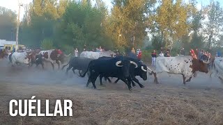 Cuéllar 2024 Tercer Encierro