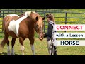 How to Connect with a Lesson Horse