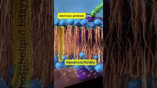 Plasma membrane Fluidity Animation