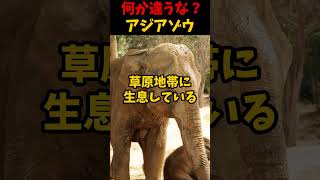 何か違うなアジアゾウ #1分雑学 #自然 #雑学 #生態解説 #動物 #アジアゾウ