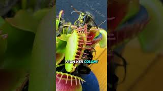 Queen Wasp vs Venus Flytrap