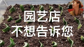 园艺店不想告诉您的秘密｜获得各种植物不花钱｜西红柿扦插早结果｜蔬菜扦插早采收｜水培土培生根块