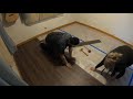 pergo outlast epic fail our home s luxury vinyl tile project