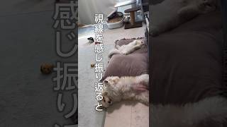 飼い主の仕事が終わるのを待つ犬と猫#shorts #犬 #犬のいる暮らし #猫 #猫のいる暮らし