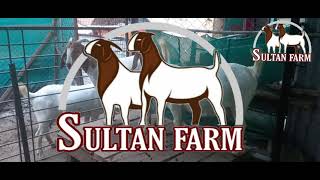 Boer Goat Farming.. Fullblood Boer Goat Farm SULTAN FARM