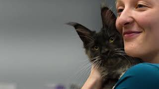 NAVES: Compassionate Emergency & Specialty Pet Care in Madison, AL