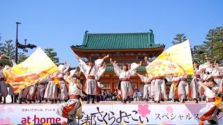 同志社大学よさこいサークル よさ朗　京都さくらよさこい2017 神宮道２日目（広角）