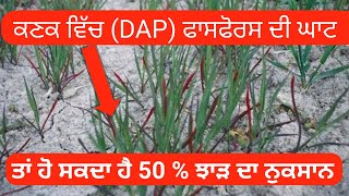 #NewVideo | ਜੇ ਕਣਕ ਵਿੱਚ ਆਈ ਫਾਸਫੋਰਸ ਦੀ ਘਾਟ ਤਾਂ ਹੋ ਸਕਦਾ ਹੈ 50 % ਝਾੜ ਦਾ ਨੁਕਸਾਨ Phosphorus Deficienc