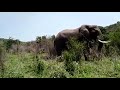 thula thula special herd of elephants video by game ranger muzi ❤️🐘🐘🐘🐘❤️