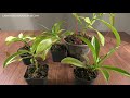 nepenthes ventrata basal shoot cuttings 7 month update propagating nepenthes beginner care tips