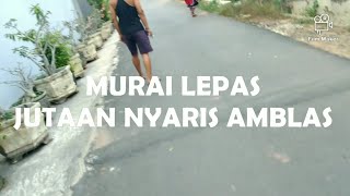 BURUNG MURAI LEPAS, JUTAAN NYARIS AMBLAS, LAMPUNG TIMUR [ cara tangkap murai modal sprayer + shampo]