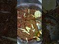 bakra eid special dum ka qeema today s dinner asianfood middleclassfamilyvlog dailyvlog yt