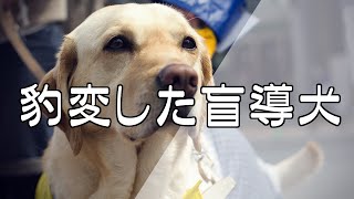 【感動する話】豹変した盲導犬