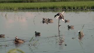 How to Set Up Decoys - Inside the Blind