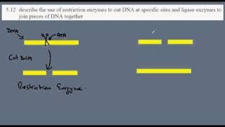 5.12 Restriction and Ligase enzymes