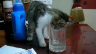 どうしても水が飲みたい猫!!～Cat that wants to drink water～