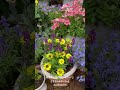 【hd動画】2024年6月17日 紫陽花が色付きました。 flowers garden 癒し 自然 naturelovers 薔薇は美しく散る ばらの花 rosegarden