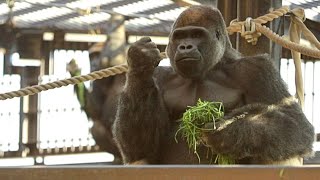 Momotaro is a gorilla at the Kyoto City Zoo who competes for first and second place in handsomeness.