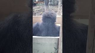 【可愛い後頭部】子ゴリラのキンタロウ Cute back of Kintaro's head #gorilla #キンタロウ #kintaro 2023.11.22