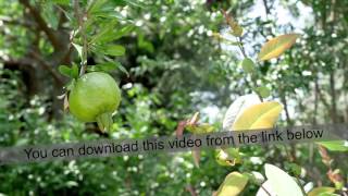 Green Pomegranate on the Branch