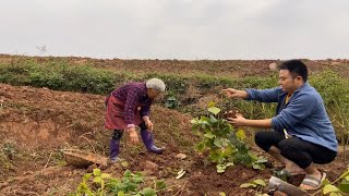 下班回家，跟奶奶一路去地里挖地瓜，现挖的吃起来又脆又甜